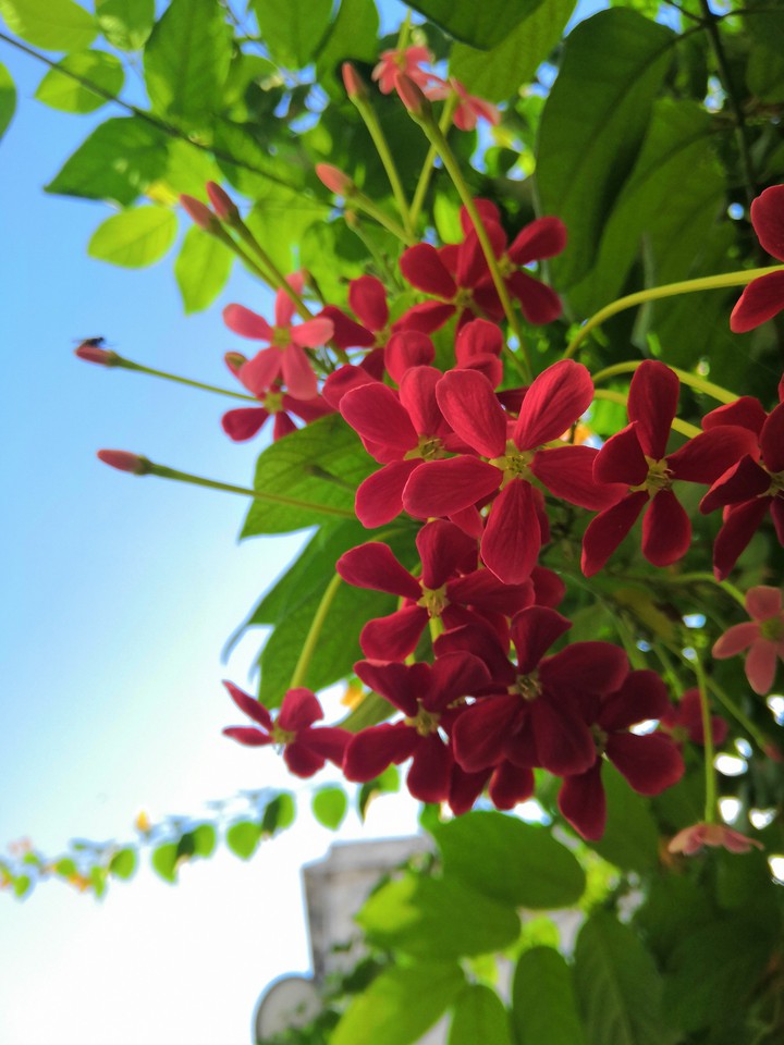 beautiful flowers