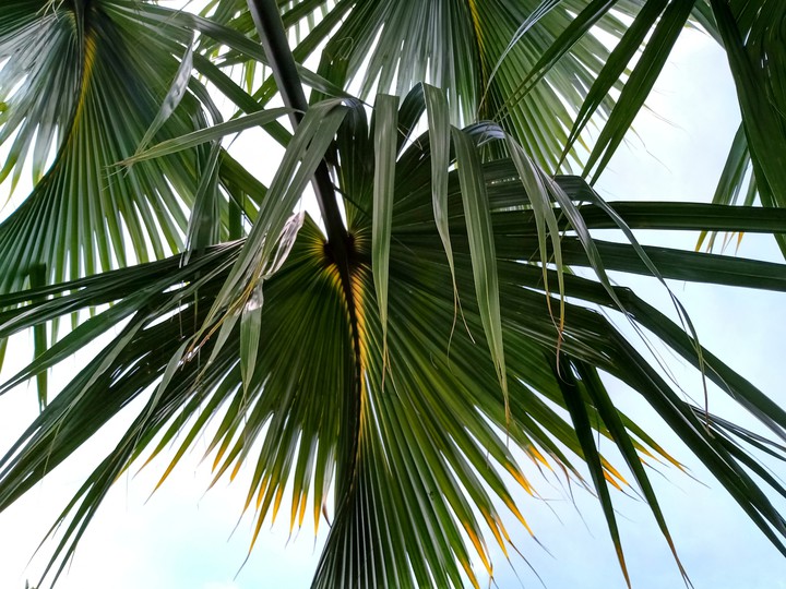 palmera