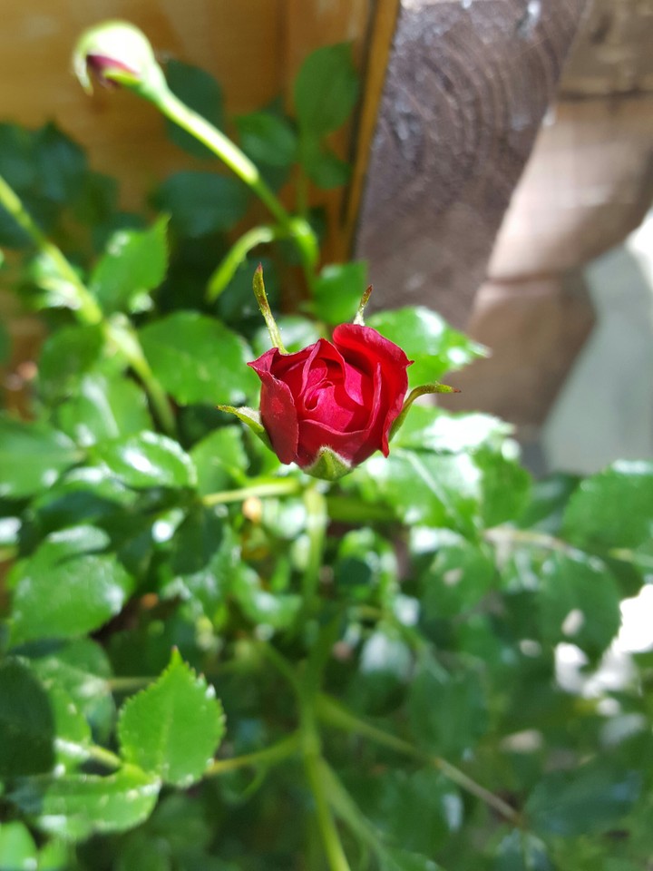 closed rose