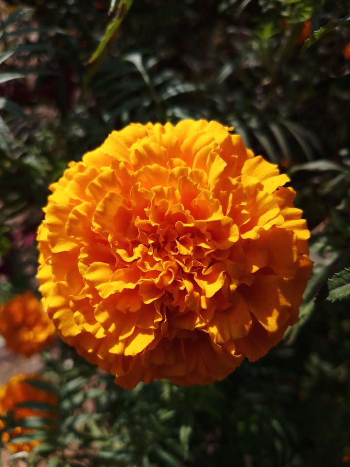 cute flower