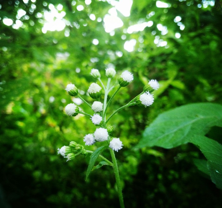 white green flower ...focus in a forest