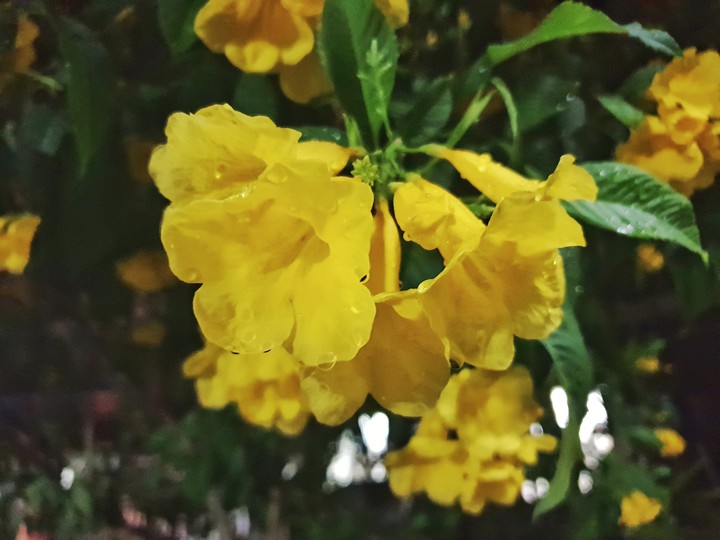 flower