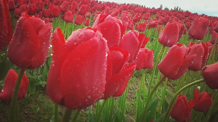 Redflower