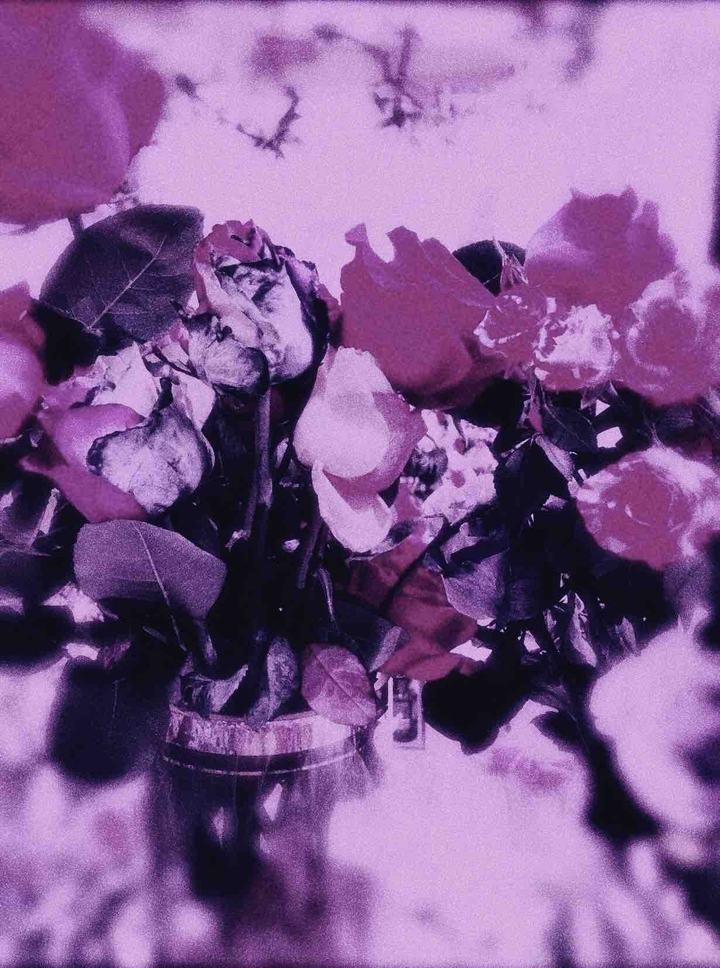 rose
