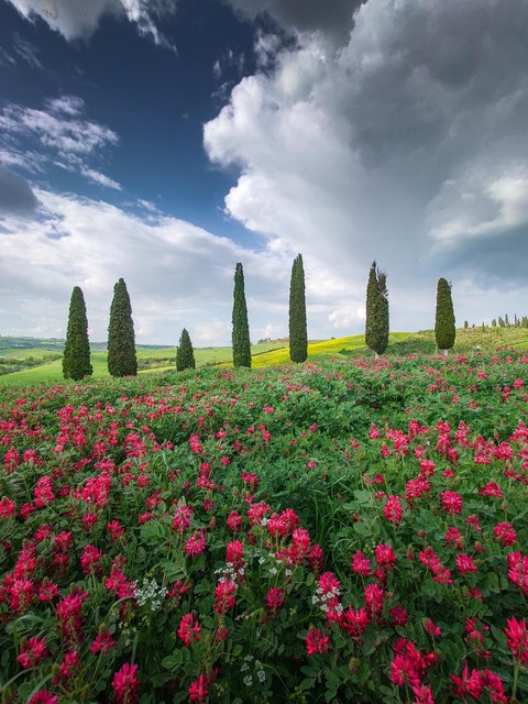 cloud, grass duvar kağıtları