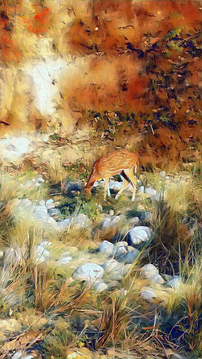 This is a picture of a deer in Jim Corbett National park....