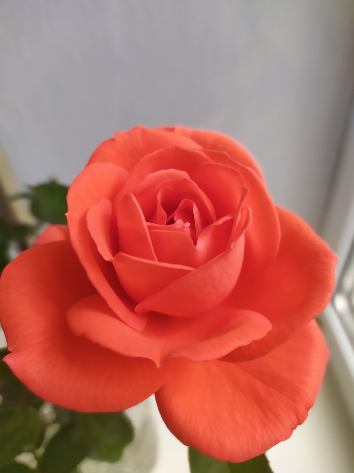 rose