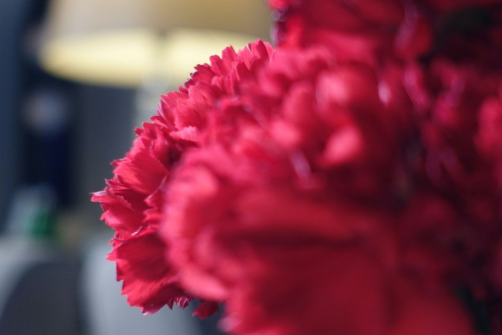 close up flowers