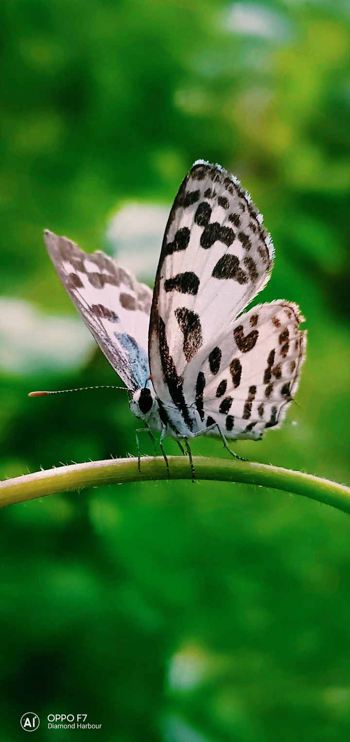 beautiful butterfly