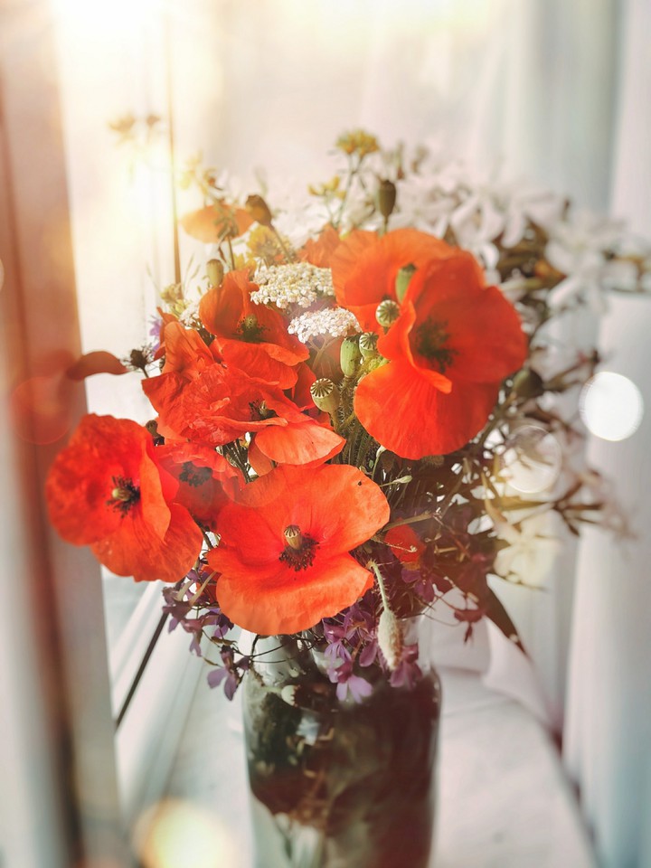 Red poppies