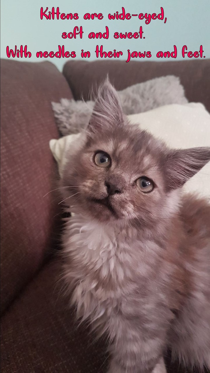 Sweet kitten..
