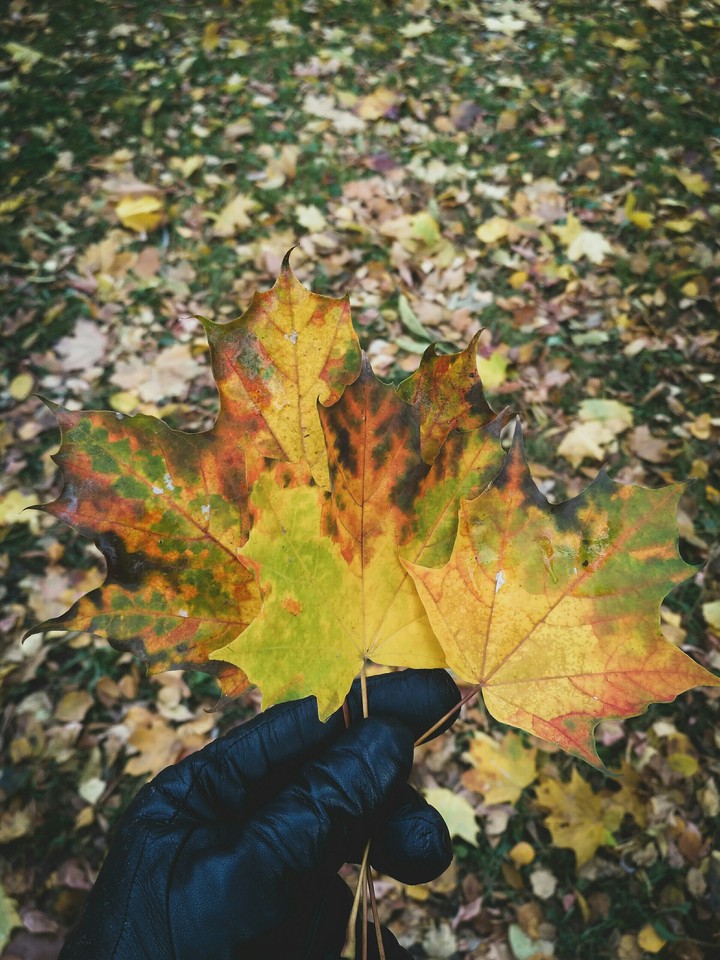 Autumn