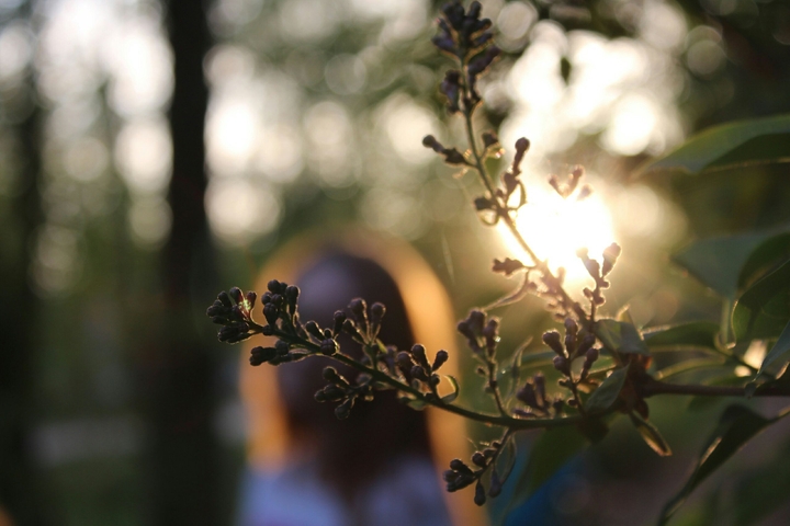 A lilac. Part 2