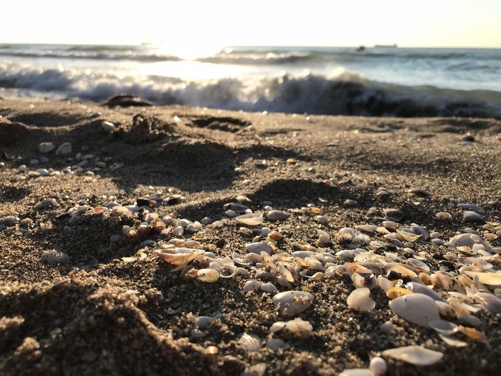 sea shell