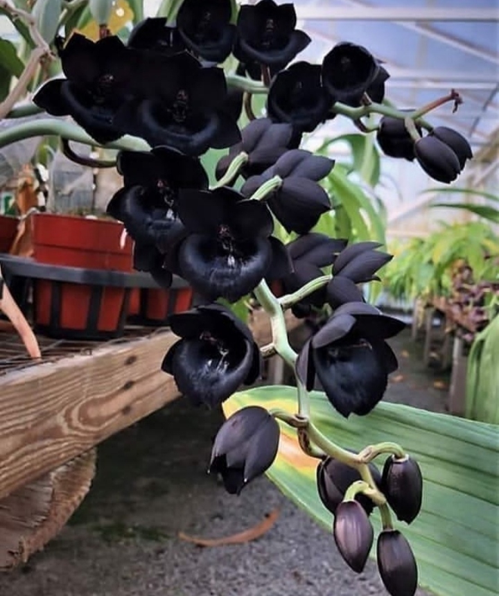 orchid