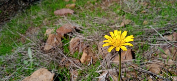 fleur