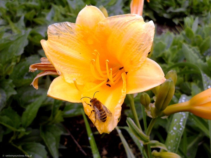 Flower with wasp