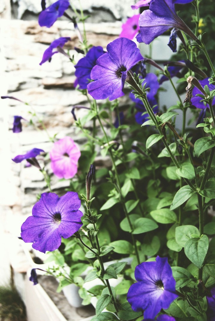 purple petunia