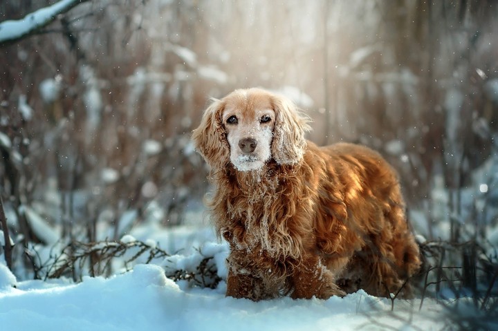 ❄️))