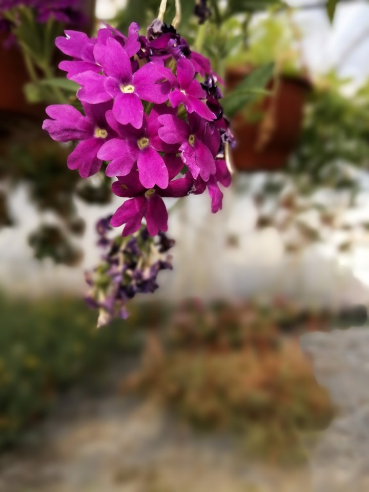 summer joy