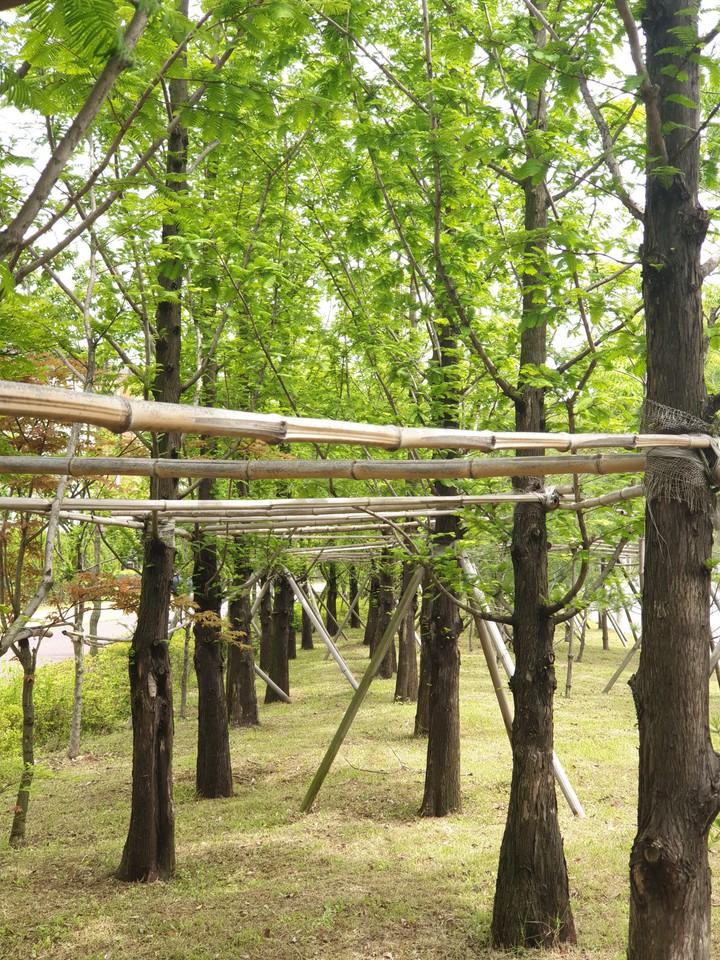 trees