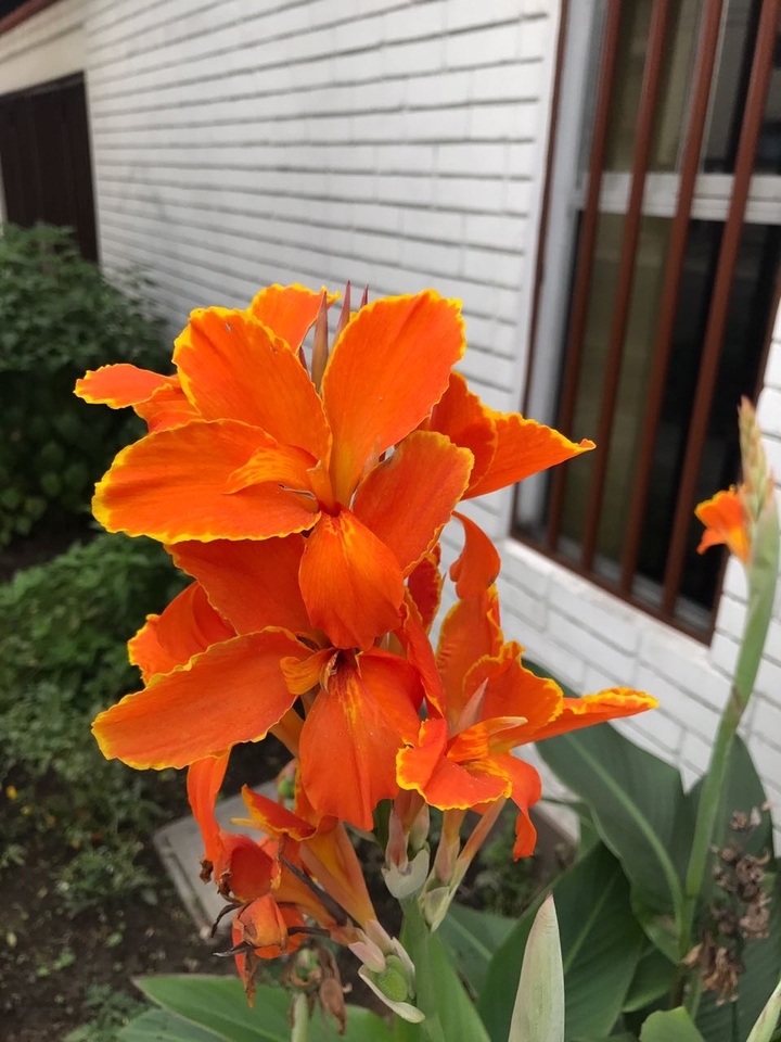 orange one