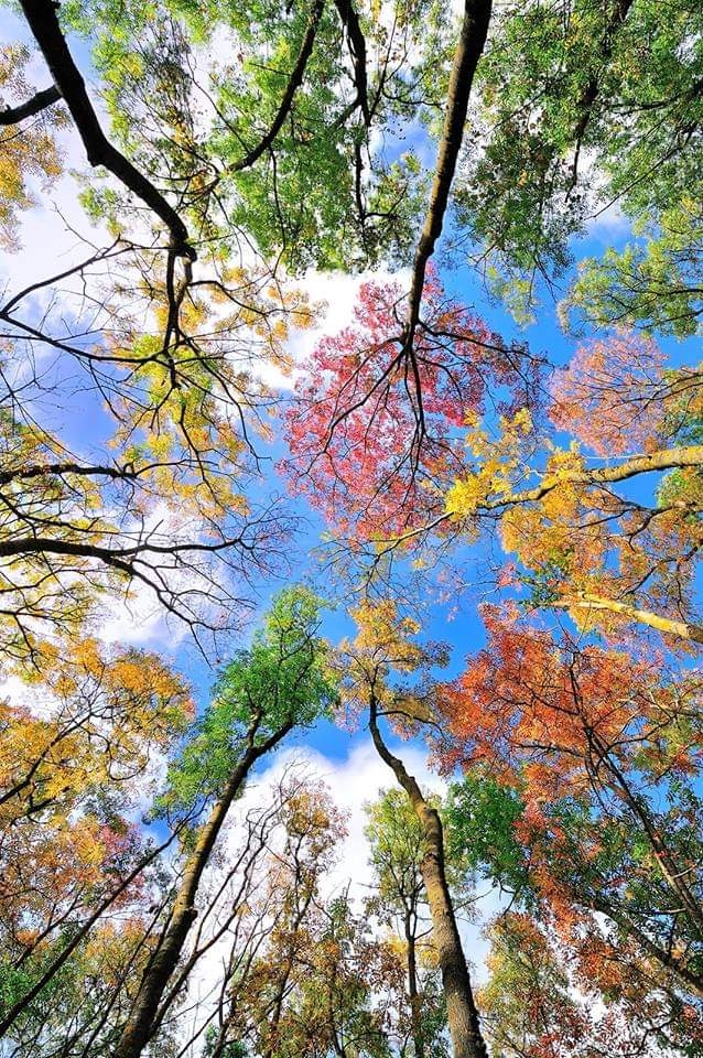 autumn ⚘⚘
