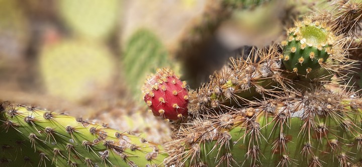 lanzarote cactus