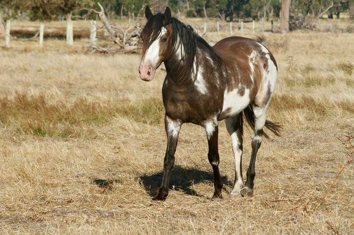 All the Pretty Horses
