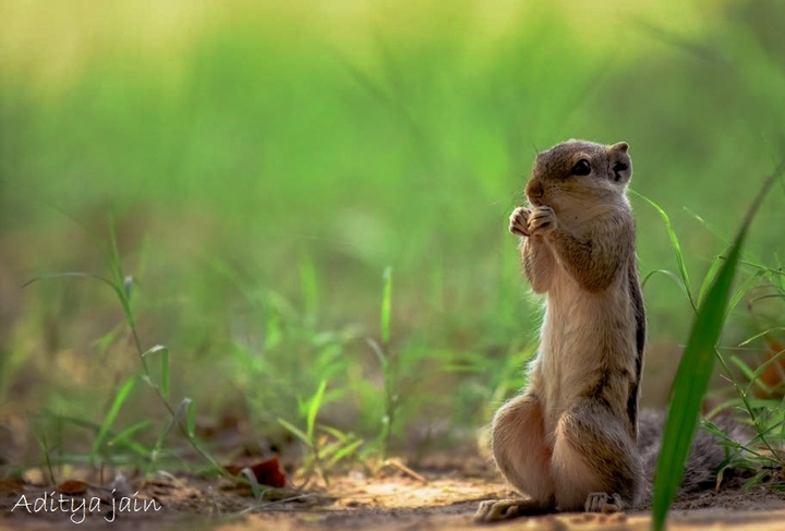 The indian wild squirell