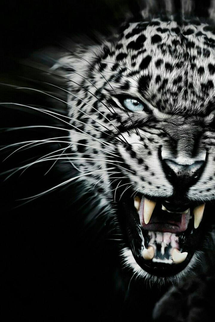 leopard