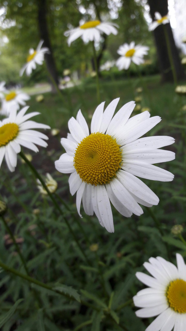 Chamomile