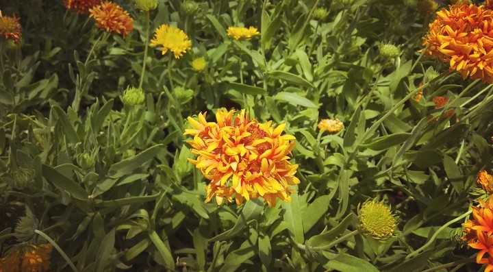 flower