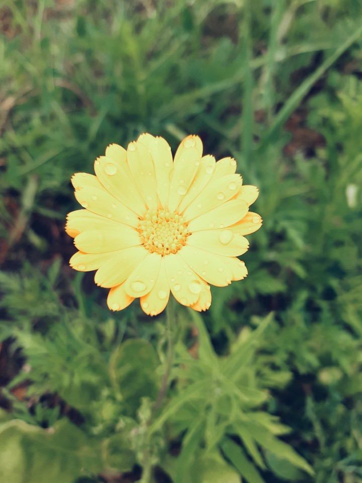yellow flower