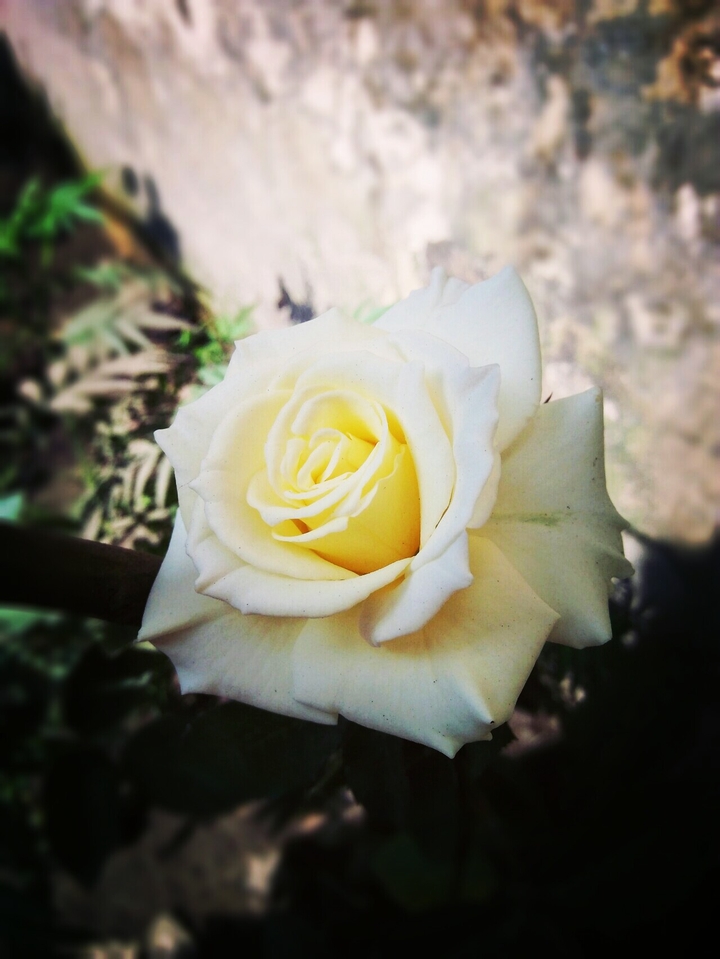 White rose