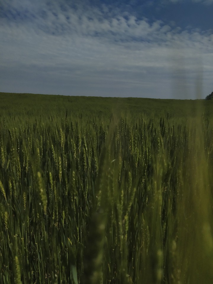 "field"