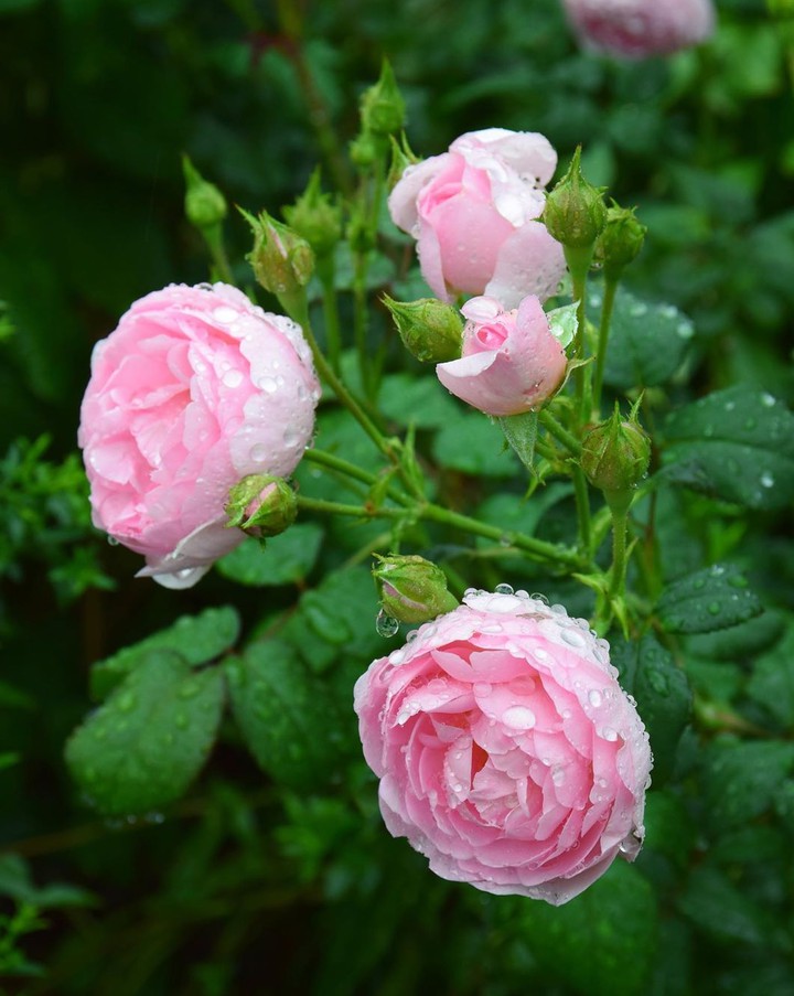 Roses