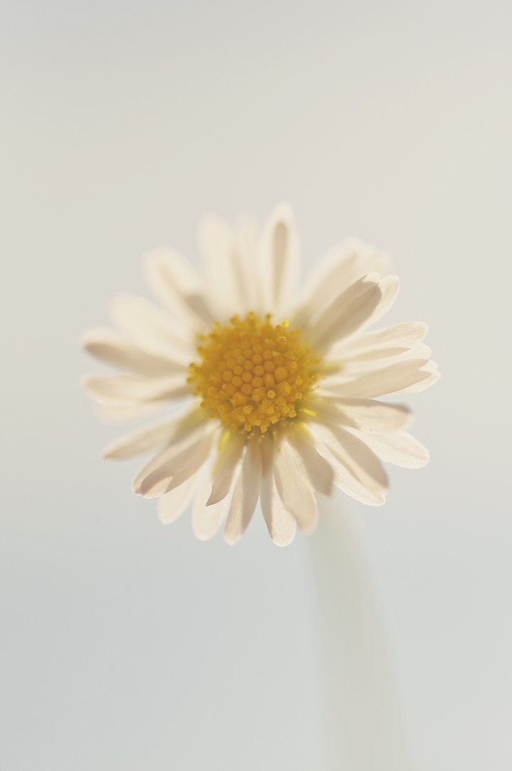 데이지 꽃