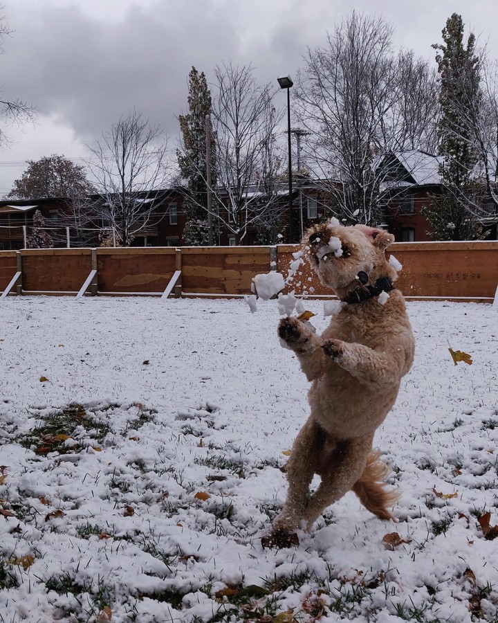 snow dog
