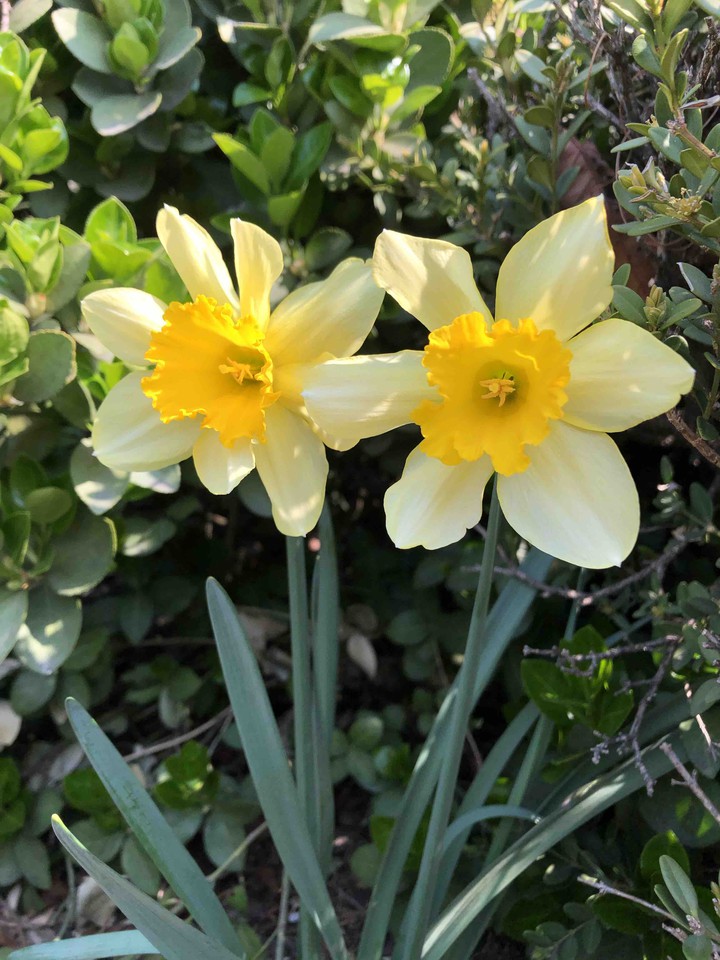 daffodil(수선화)