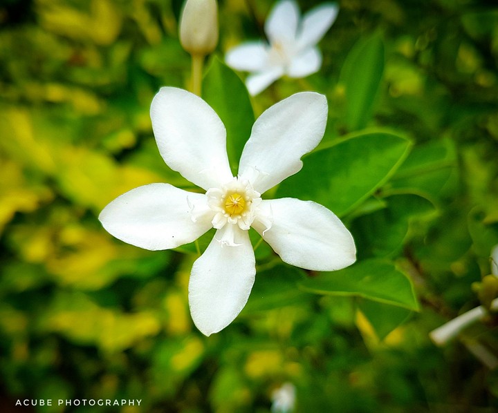 blossom With Purity