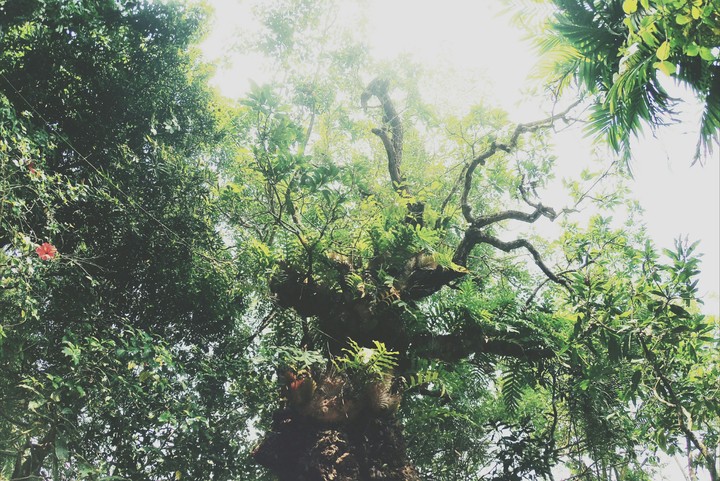 the mango tree