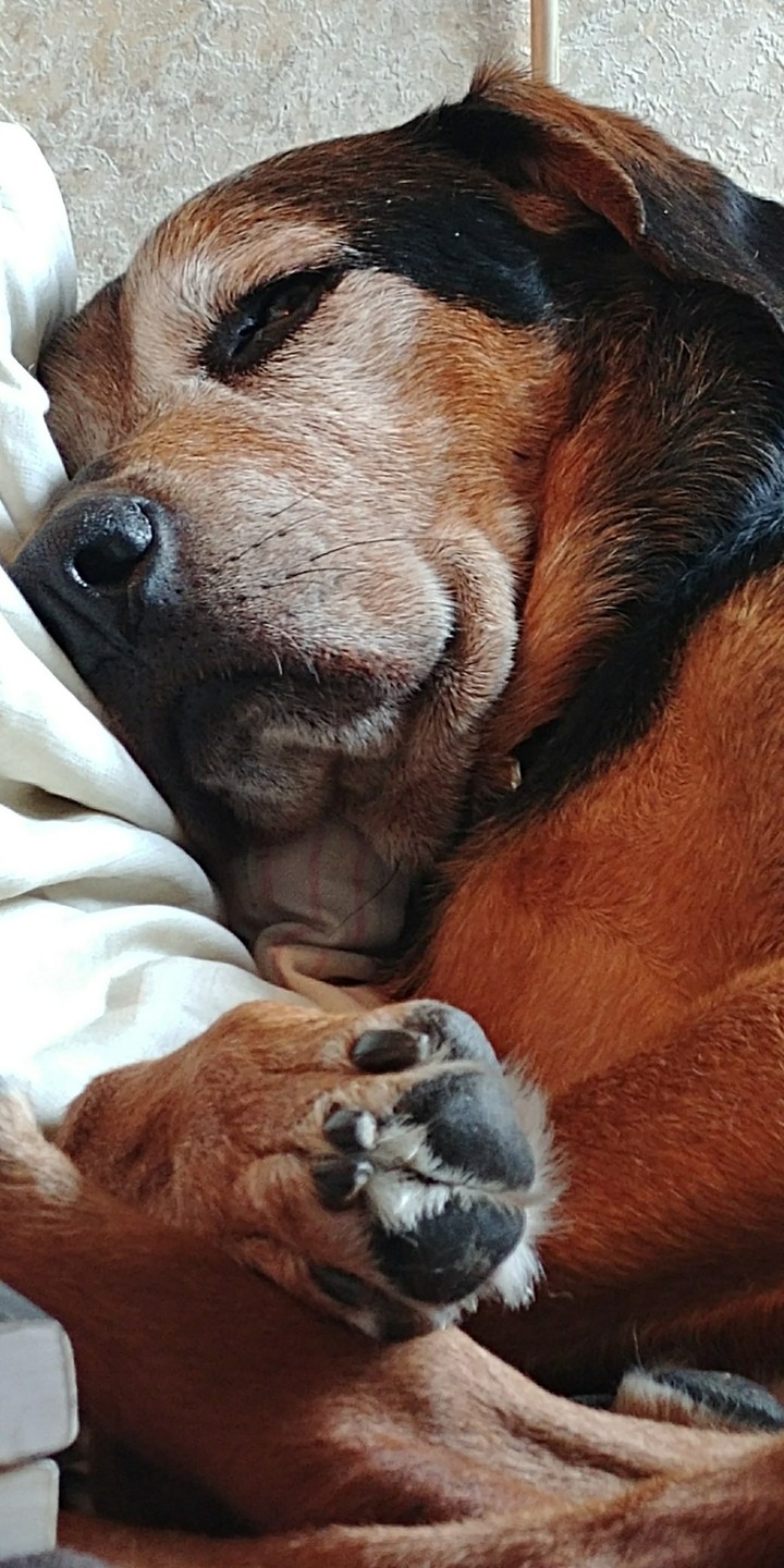 Mix-breed older beautiful girl sleeping.