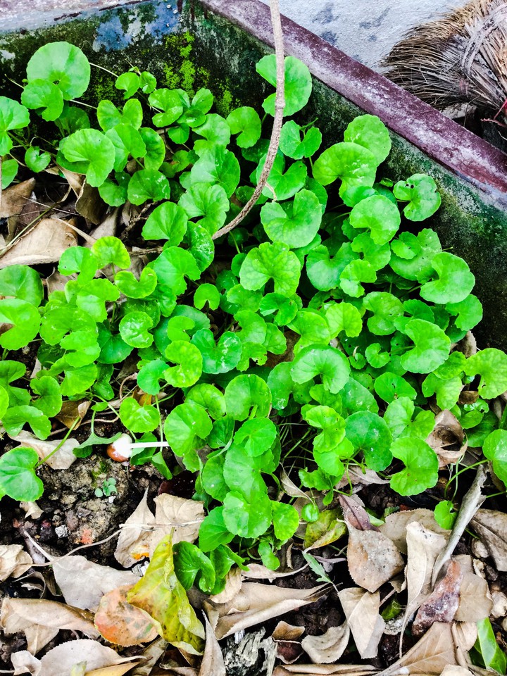 Little garden
