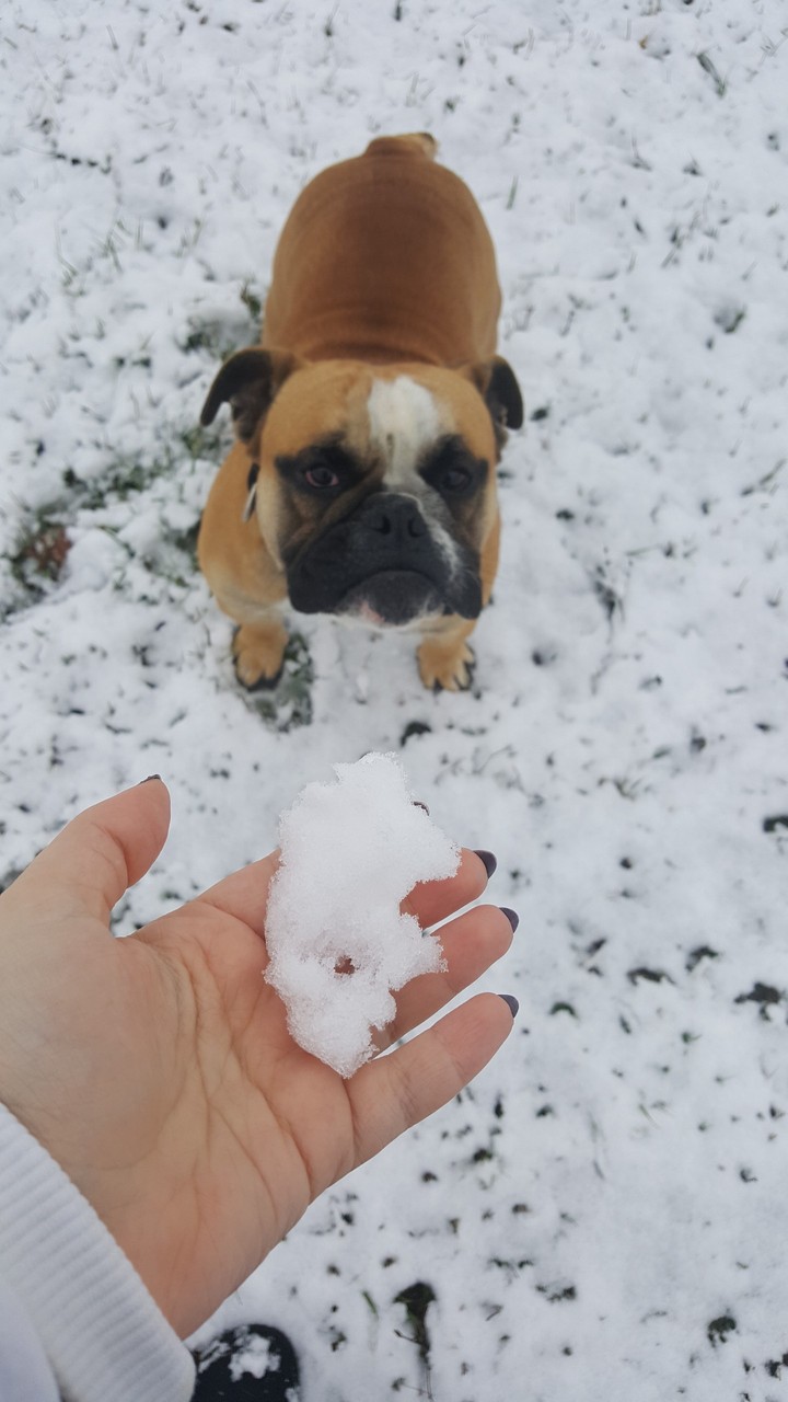 english bulldog