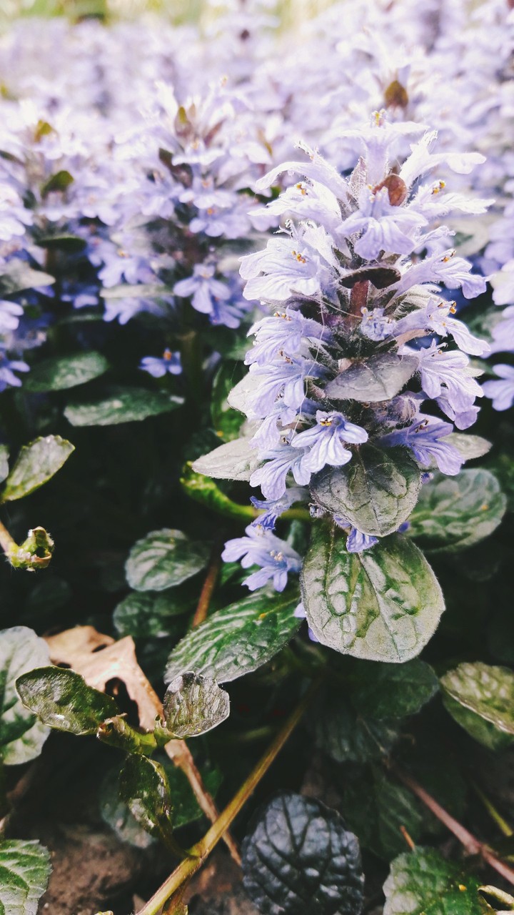 Violet flowers❤