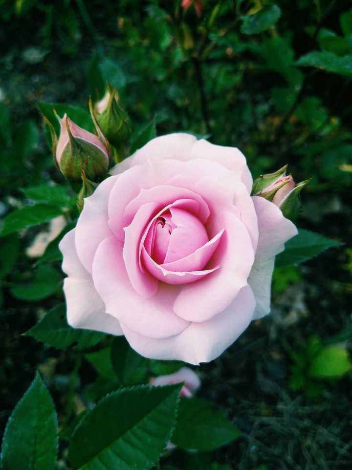 pink rose