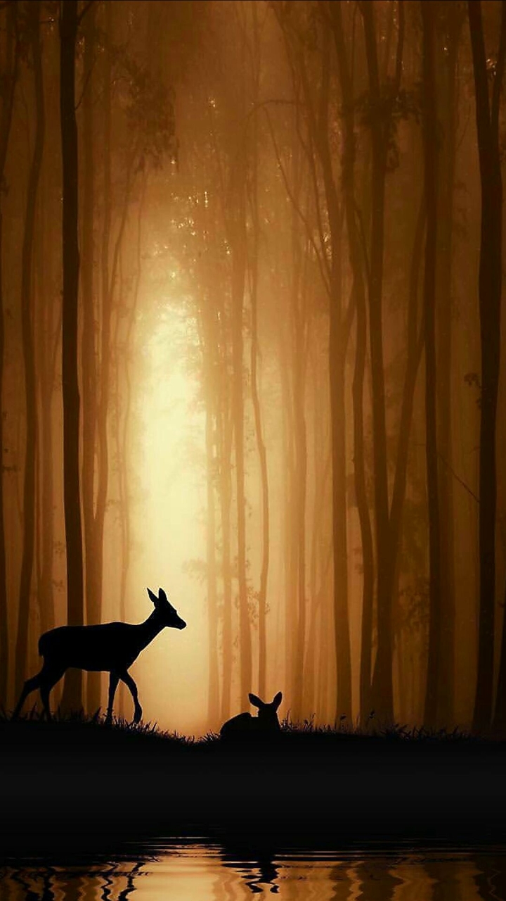 forest