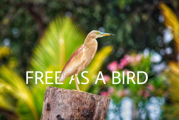 free bird