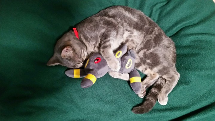 i choose you!